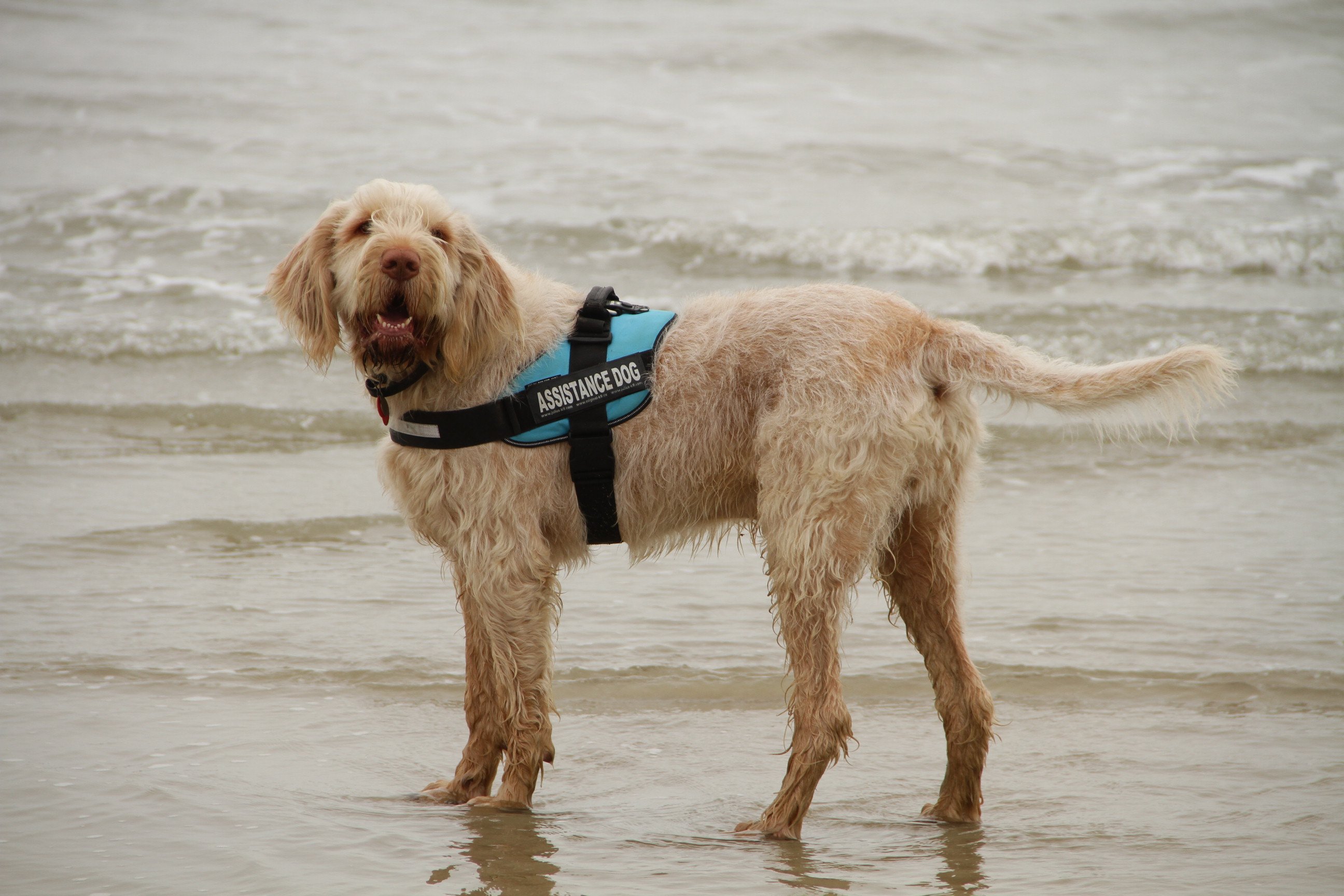 Owner trained hot sale assistance dogs